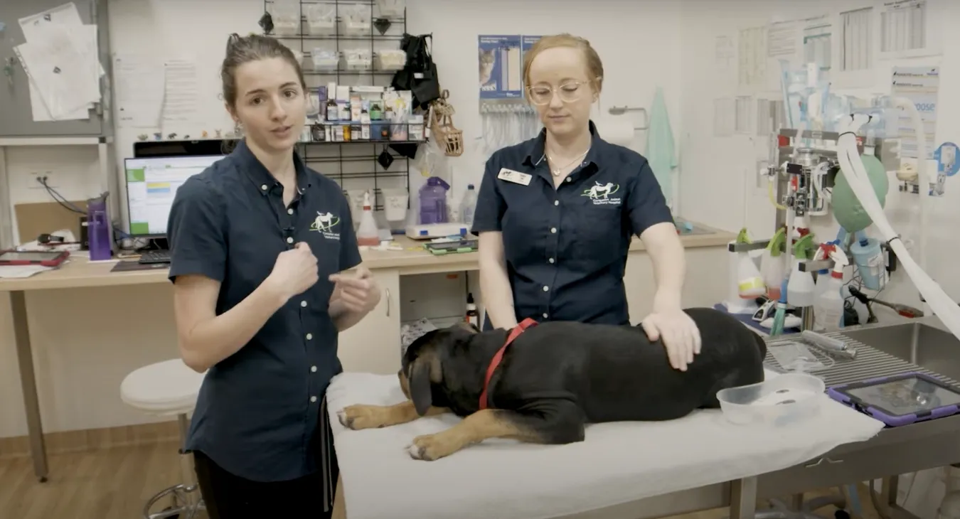 Kate and Bekky with Tank on the treatment table about to have his anethaesthetic