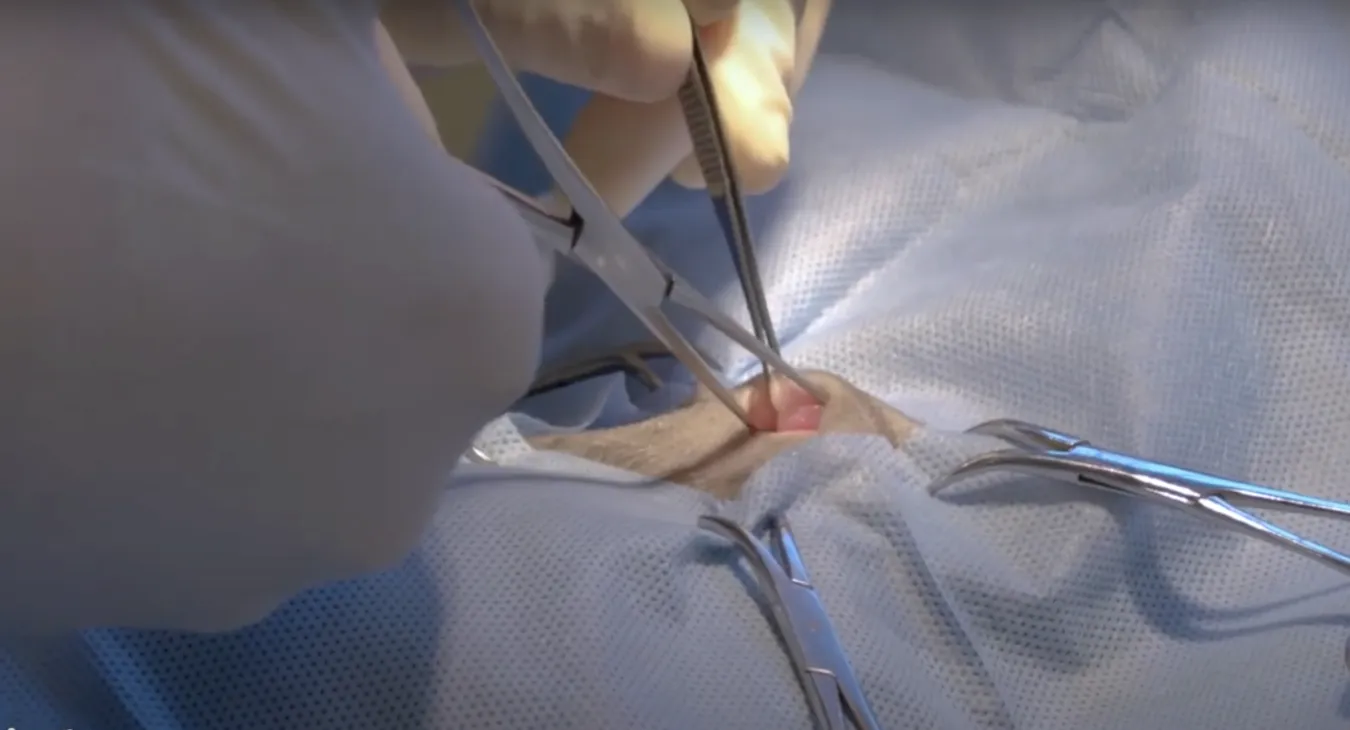 surgical incision for cat desexing