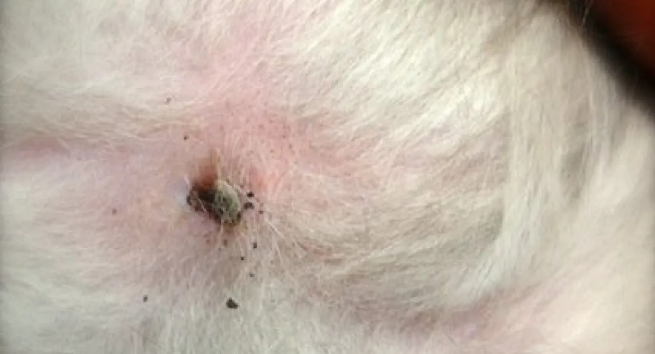 A tick embedded into the skin of a white cat