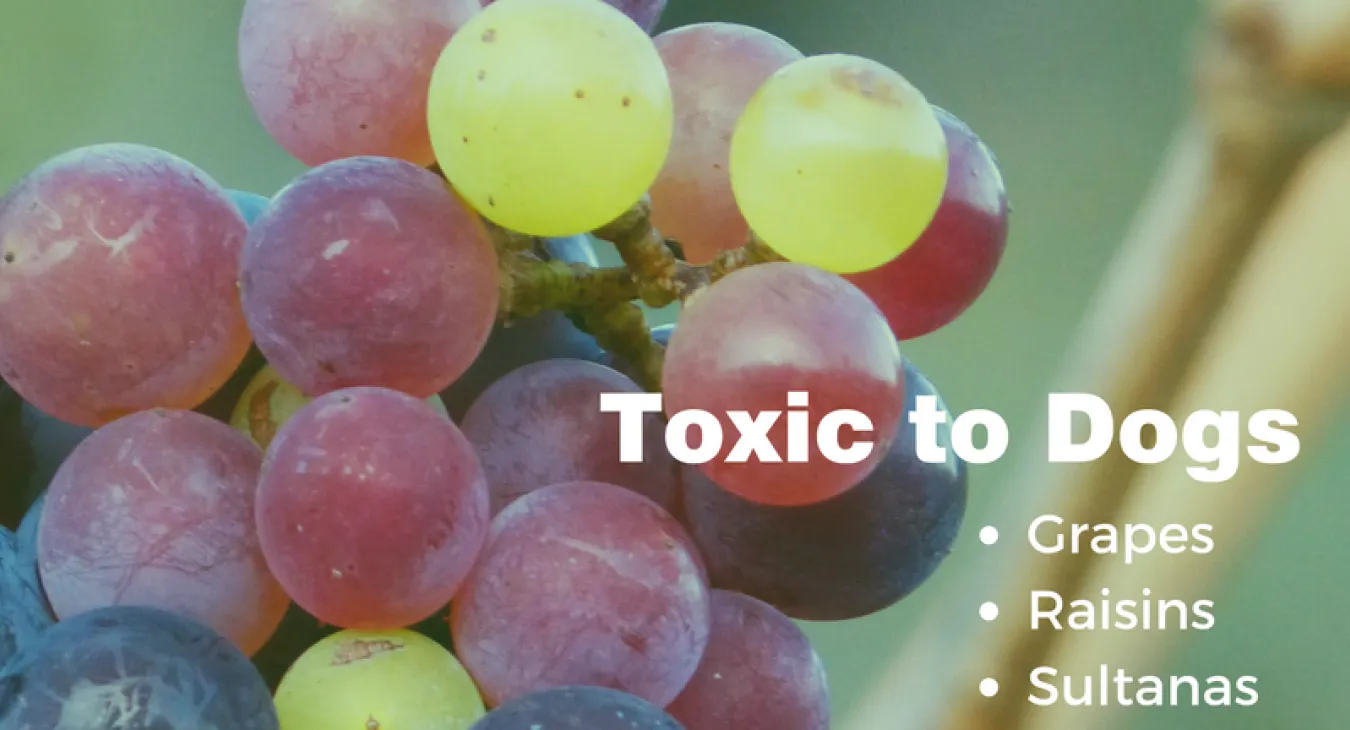 a bunch of grapes- they are toxic to dogs