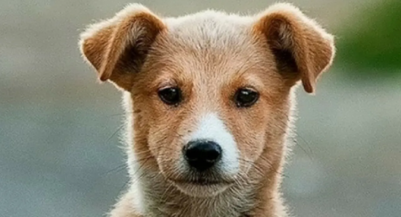 cute tan and white puppy with nice long nose looking at the camera