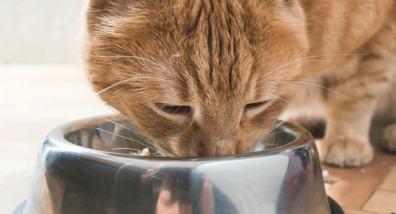 Ginger cat eating out of a stainless steel bowl