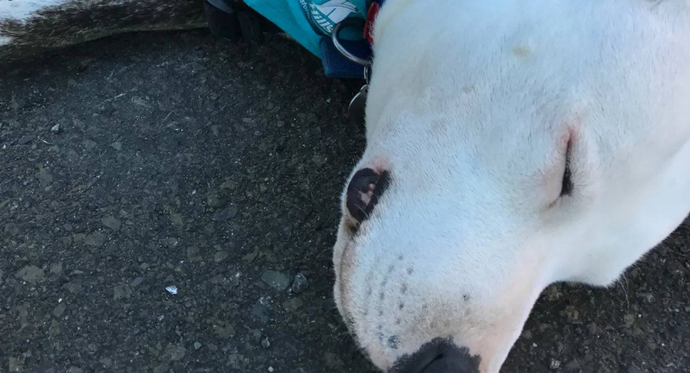 Greg having a rest at the million paws walk