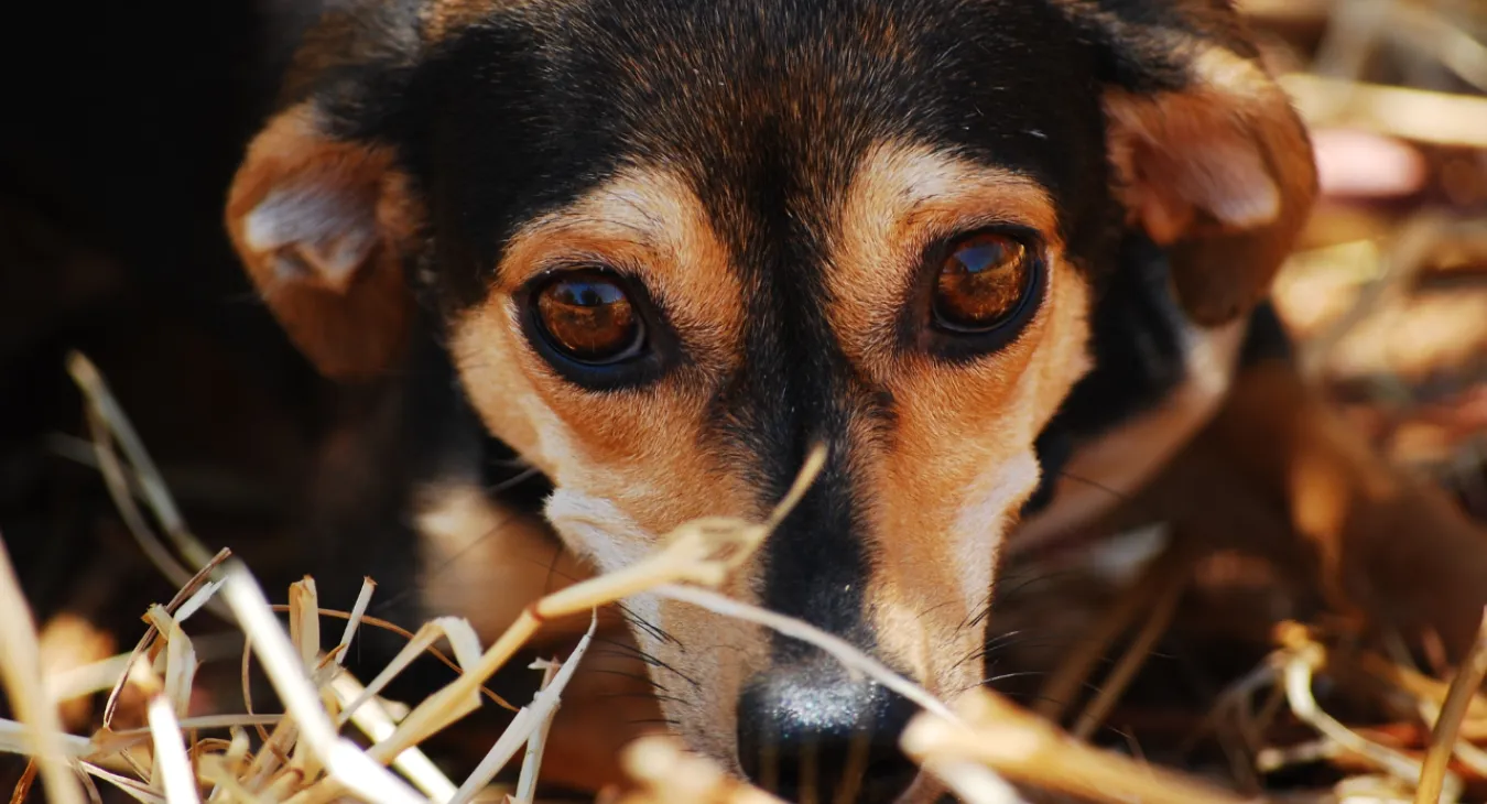 An anxious dog