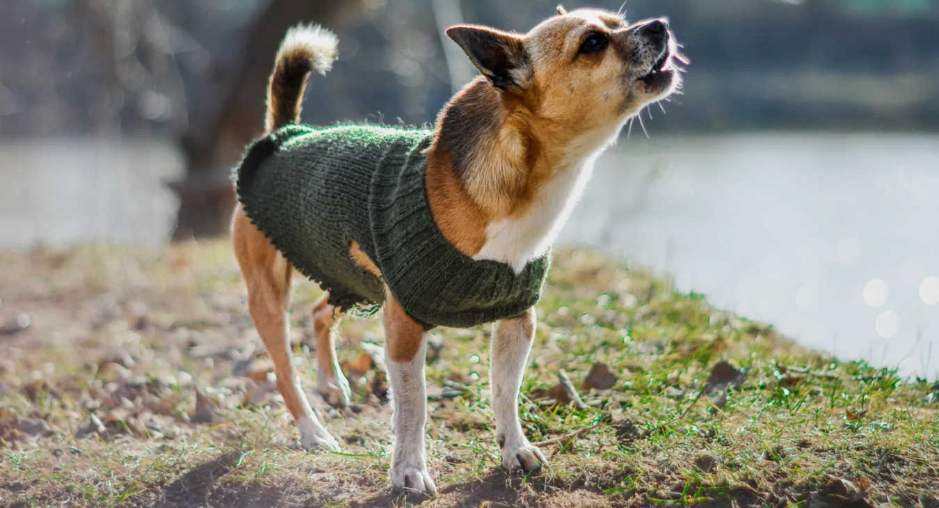 a terrier dog in a jacket is barking beside a lake