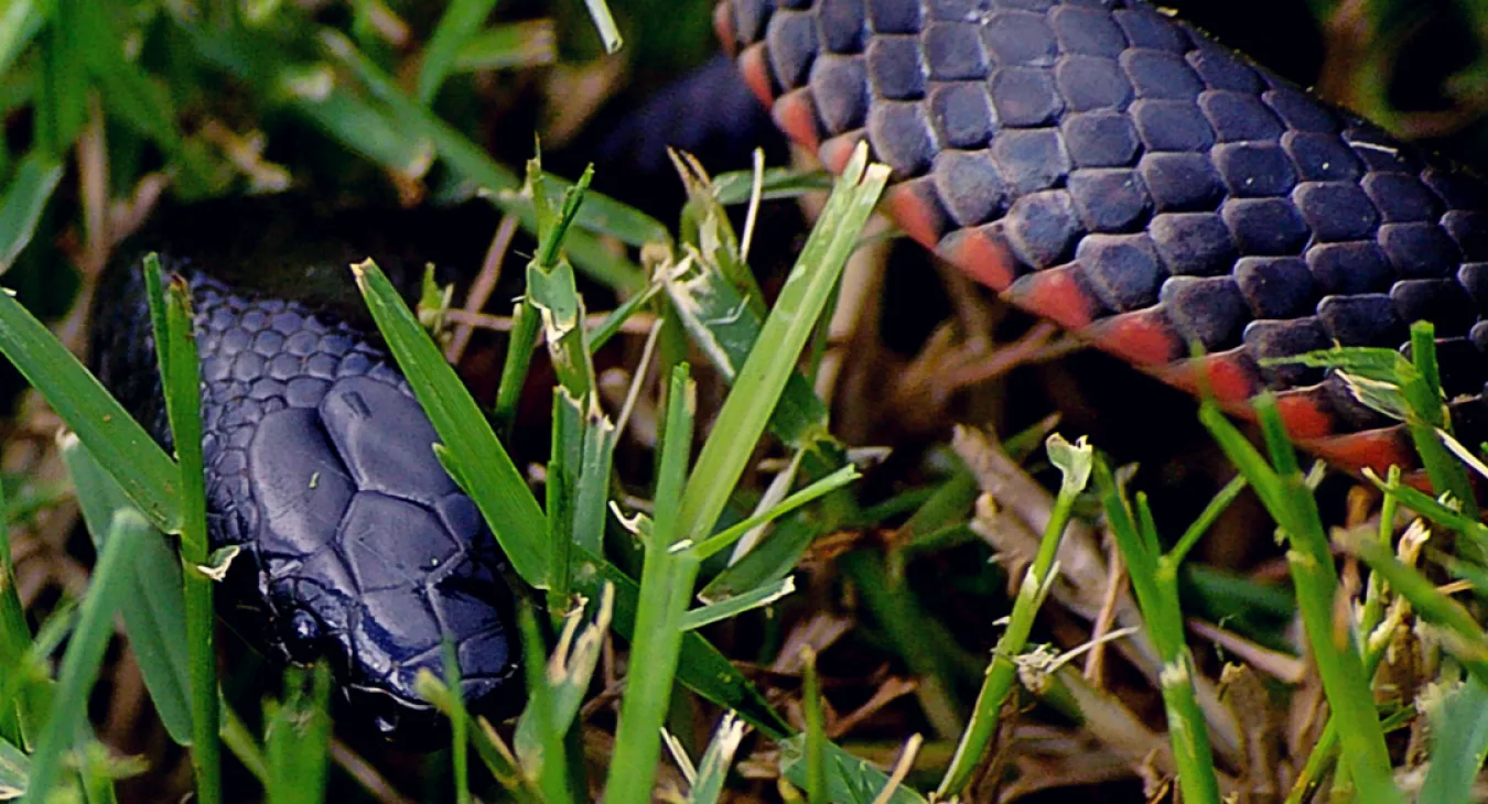 a black snake in the grass