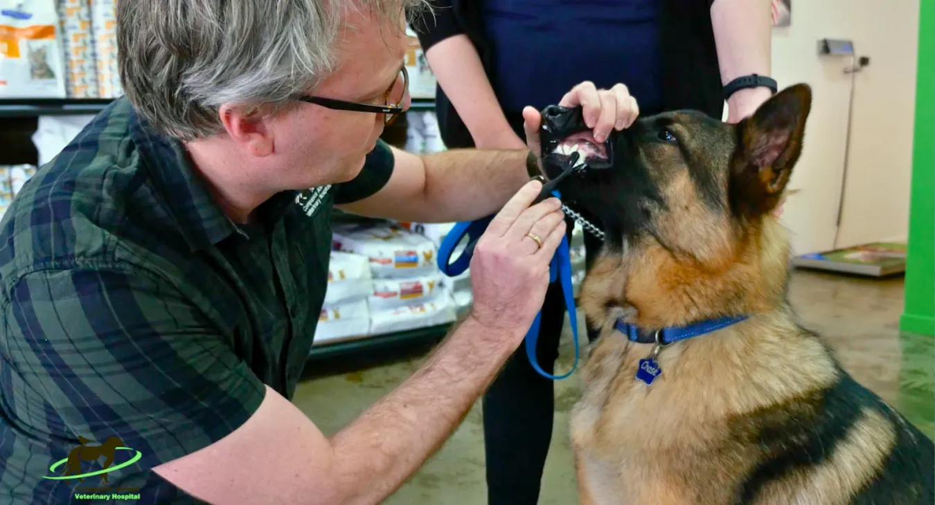 a german shepherd having his teeth brushed