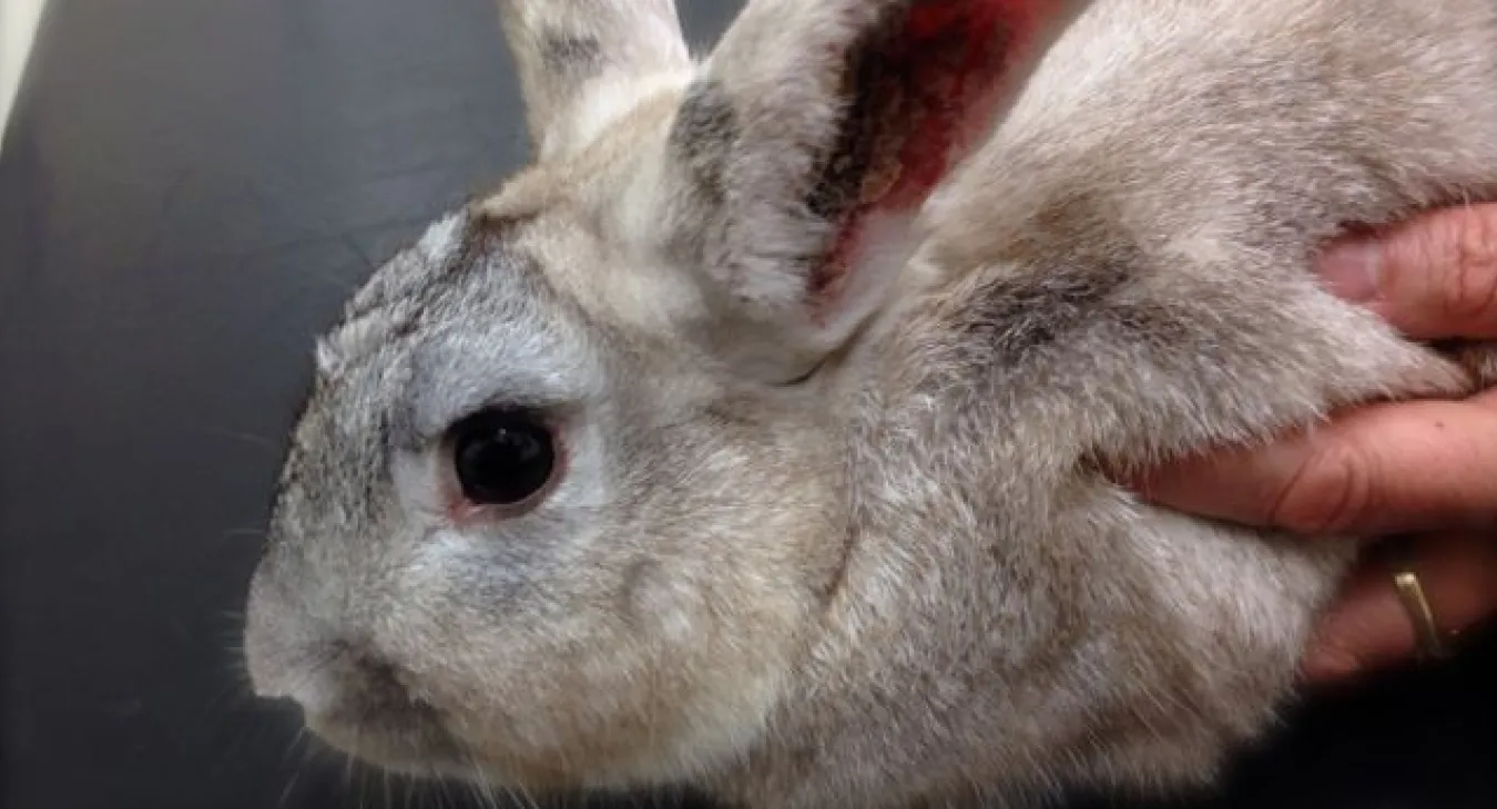 A Rabbit with crusts in it's ears