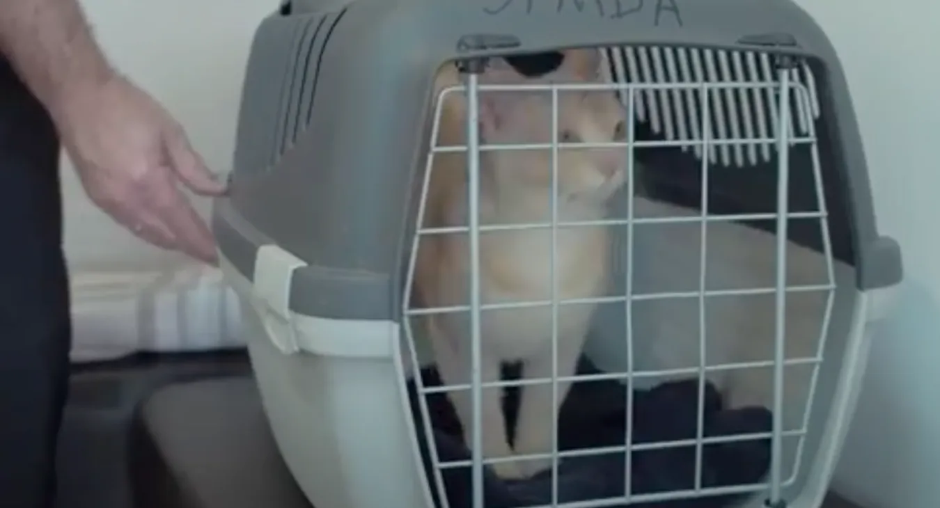 cat in a cat carrier