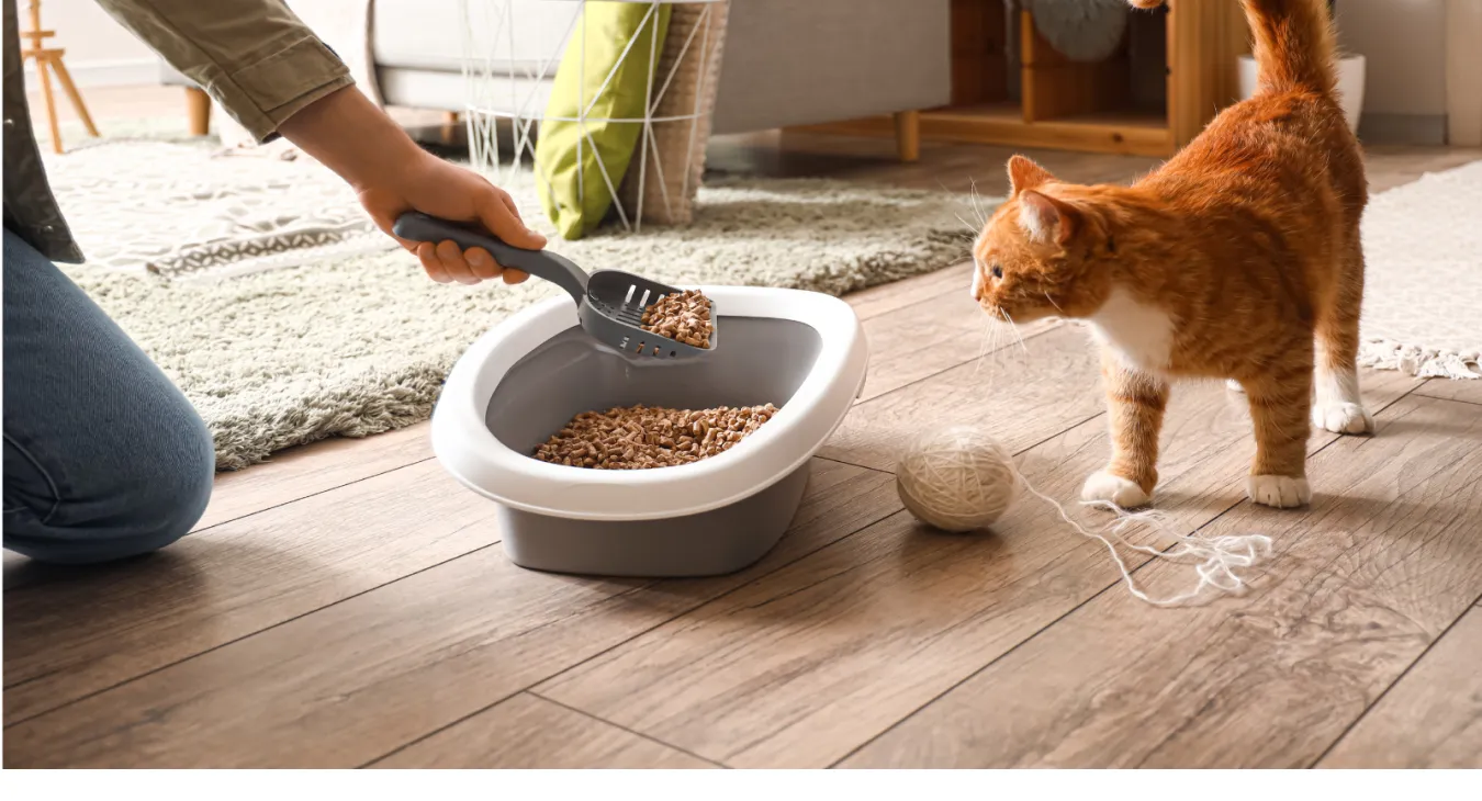 Cat litter tray being cleaned out