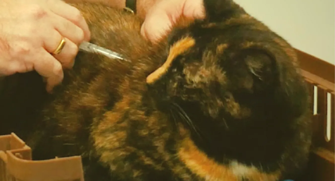 a tortoishell cat in an opened carrier having a vaccination