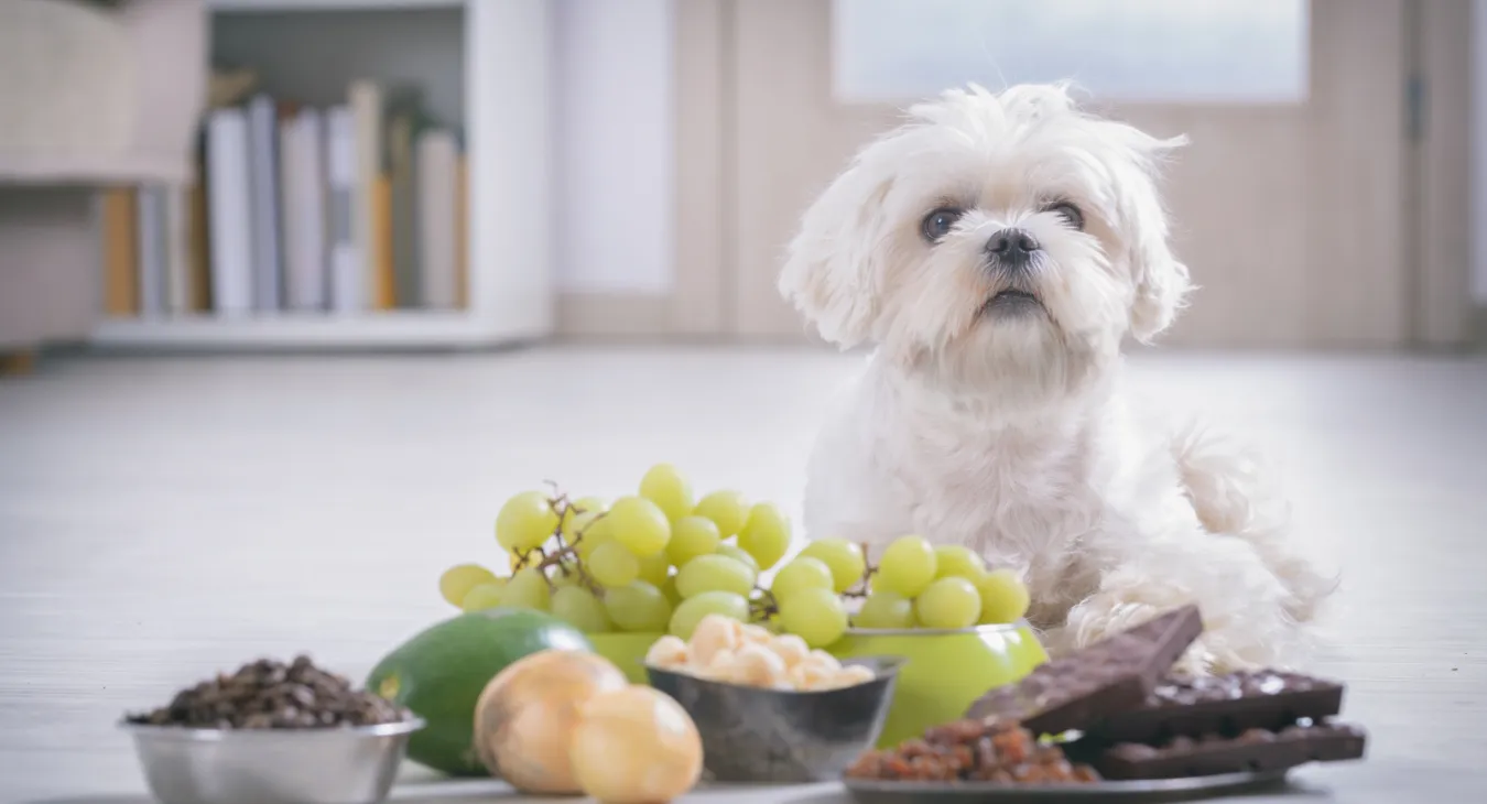 a dog sitting next to poisonous food items