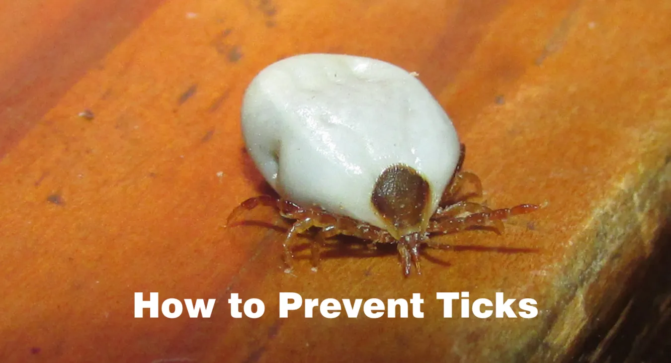 a paralysis tick on a table with the writing "how to prevent ticks"