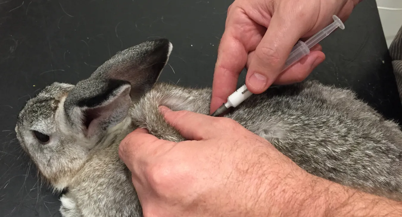 Rabbit being vaccinated