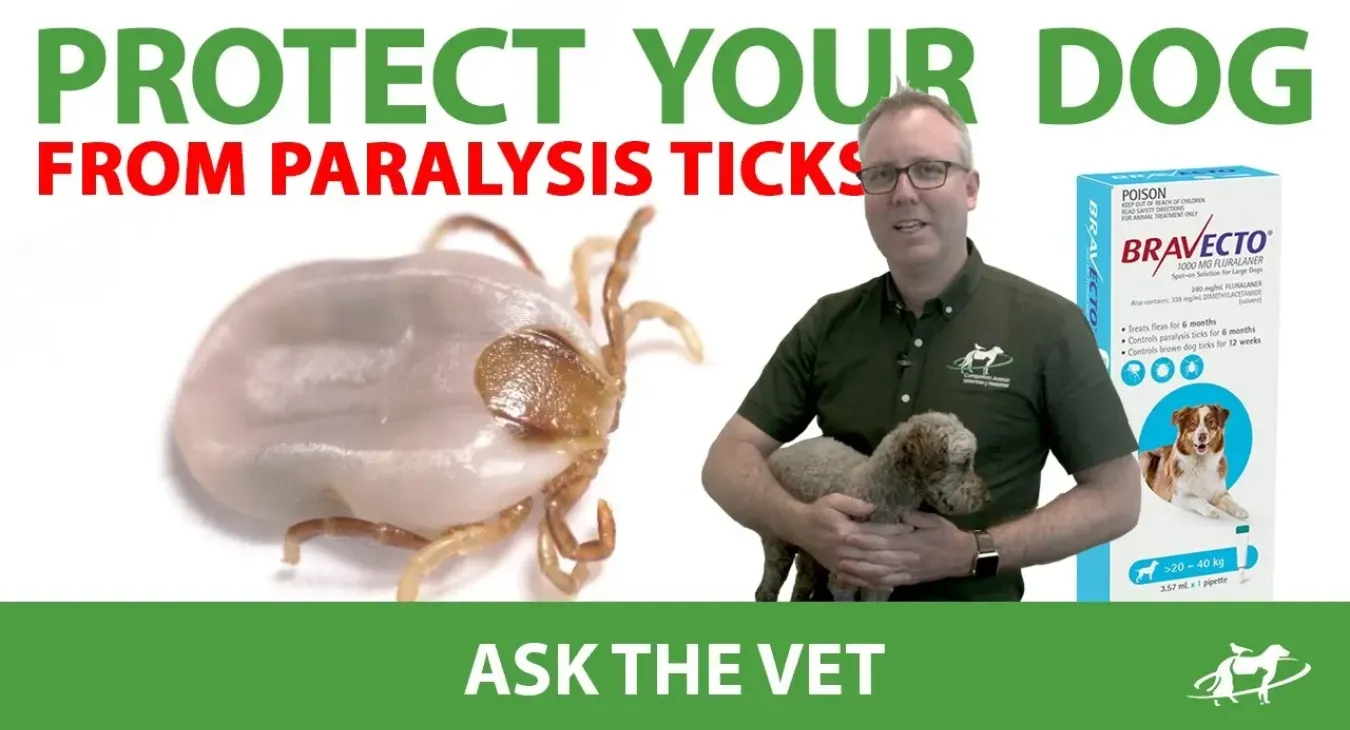 Protect your dog from paralysis ticks