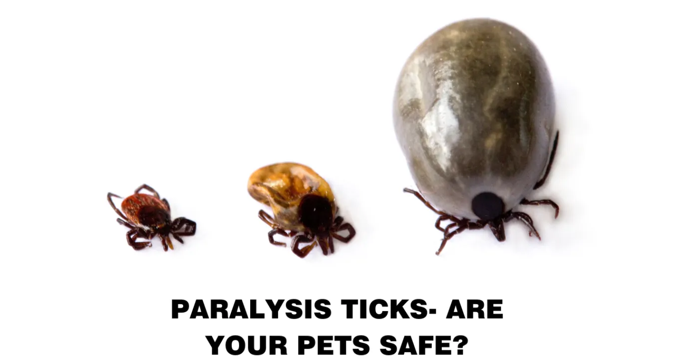 3 paralysis ticks at different stages of engorgement