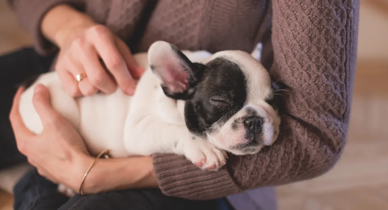 french bulldog puppy in someones arms