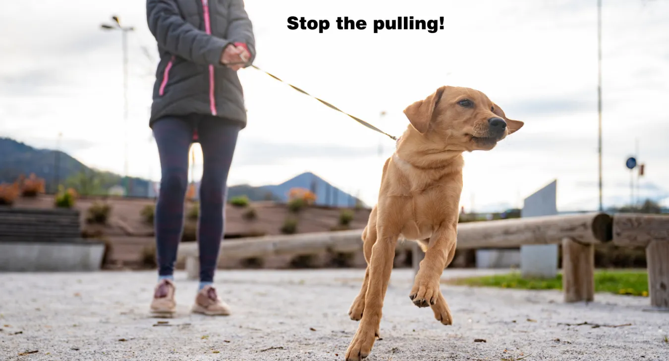 Labrador puppy pulling on lead