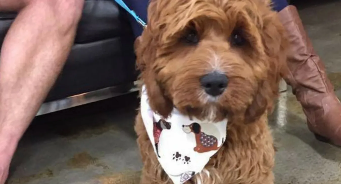 a cavoodle puppy