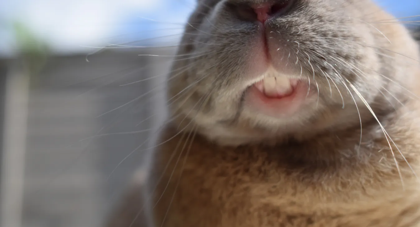 a rabbit showing it's teeth