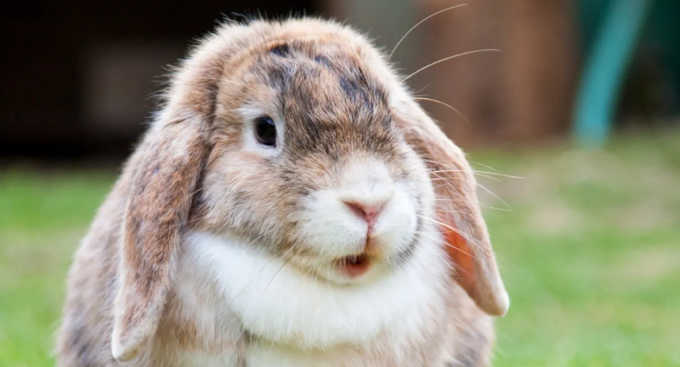 cute rabbit eating a carrot