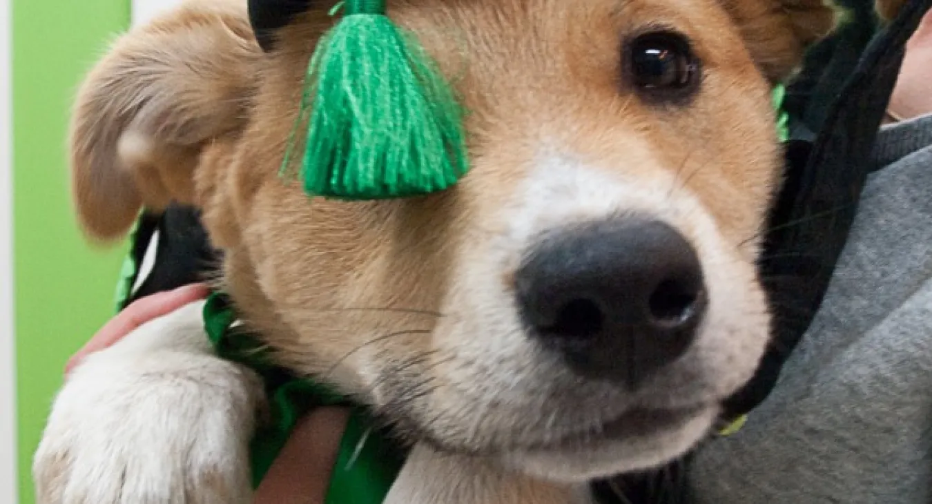 Puppy in graduation hat