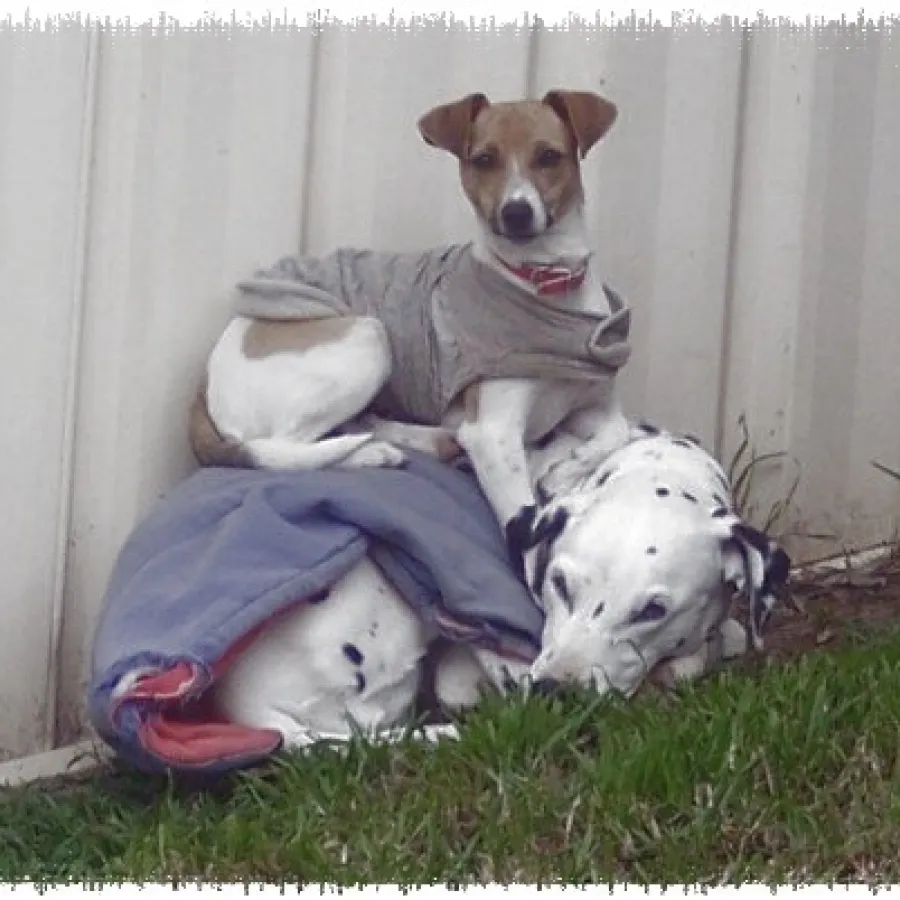 2 dogs stacked up and wearing coats to keep warm