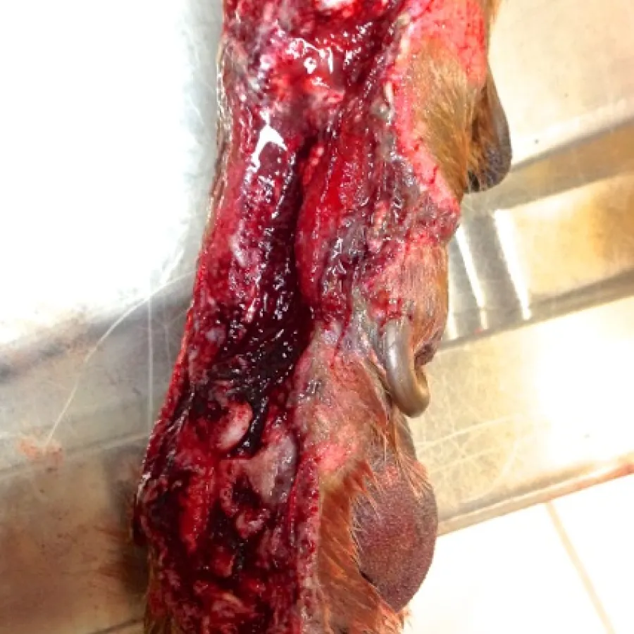 The mangled foot on with exposed flesh