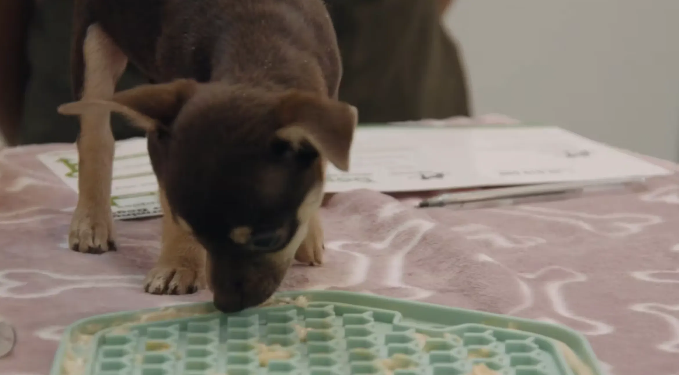 Pablo with a licky mat