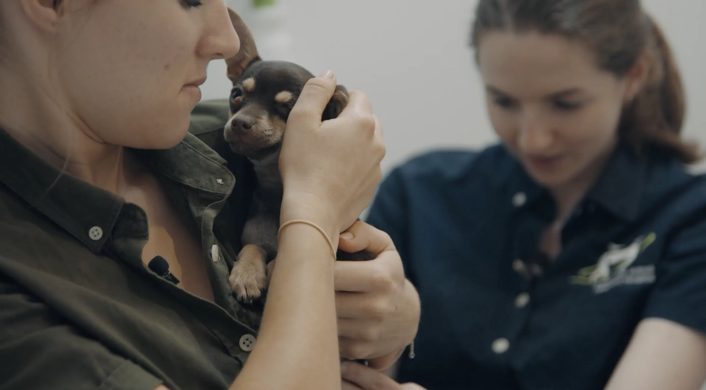 Pablo being held by nurse and examined by Kate the vet